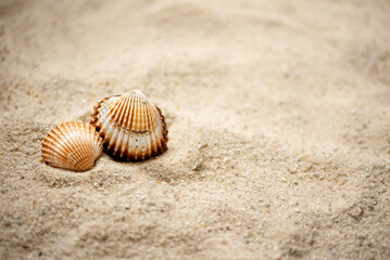 two rippled seashells lay on sandy beach, summer marine background