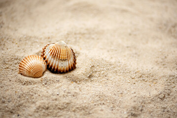 Fototapeta na wymiar two rippled seashells lay on sandy beach, summer marine background