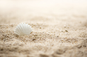 White seashell on sandy beach summer marine background