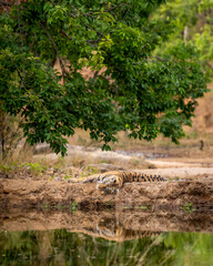 wild female tiger with reflection in water and in natural scenic background at bandhavgarh national park or tiger reserve madhya pradesh india - panthera tigris tigris