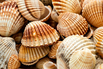 Piled scallop sea shells marine background