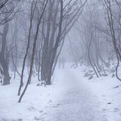 winter in the forest