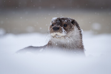 A close-up portrait of an otter in winter in the snow, whiskers and head strewn with snowflakes and...