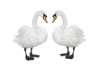 Zelfklevend Fotobehang  two swan isolated on a white background © fotomaster