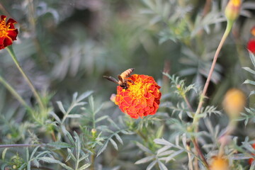 Honeybee collecting honey from blooming marigold flowers