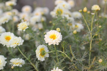 Fototapeta premium White marigold flowers blooming in the garden