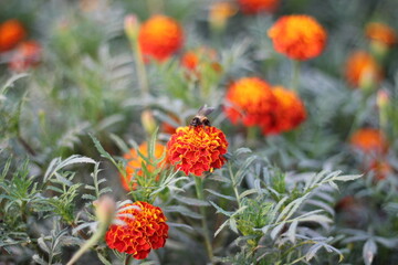 Honeybee collecting honey from blooming marigold flowers