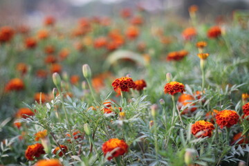 Red and yellow marigold flowers