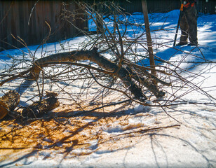 pruning fruit trees