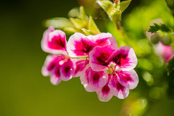 Fototapeta na wymiar pelargonium flowers in the garden