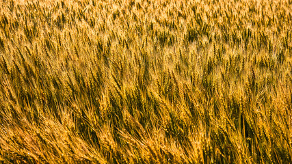 丘の町・美瑛の美しい田園風景