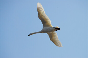 seagull in flight