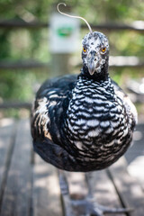 Aruco mirando hacia la cámara de frente