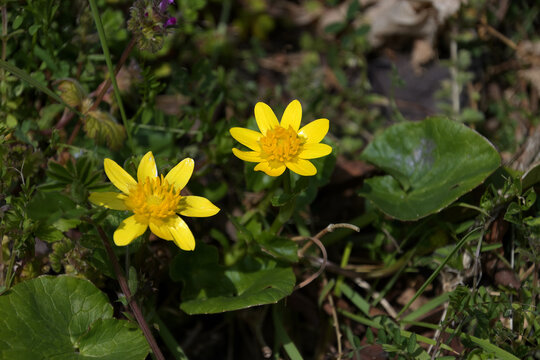 ヒメリュウキンカ の画像 95 件の Stock 写真 ベクターおよびビデオ Adobe Stock ヒメリュウキンカ の画像 95 件の Stock 写真 ベクターおよびビデオ Adobe Stock