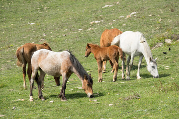Obraz na płótnie Canvas Herd of Wild Horses, grazing on green on green field