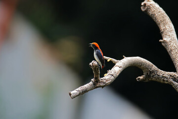 The Scarlet-backed Flowerpecker on a branch