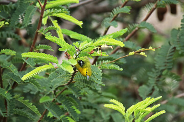 The Common Iora on a branch