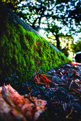 Leaves Captured in Fall