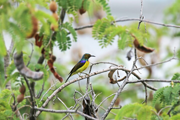 The Brown-throated Sunbird on a branch