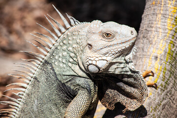 Fototapeta premium Iguana posada en un tronco