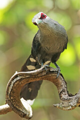 The Green-billed Malkoha in nature