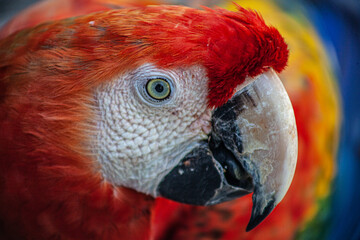 Rostro de guacamaya roja