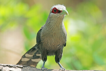 The Green-billed Malkoha in nature