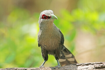 The Green-billed Malkoha in nature