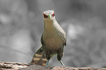 The Green-billed Malkoha in nature