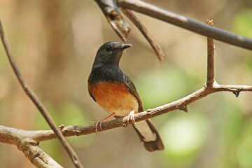 The White-Rumped Shama-female on ground