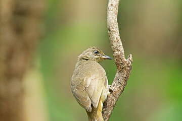 The Streak-eared Bulbul on a branch