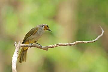 The Stripe-throated Bulbul on a branch