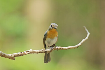 The female Indochinese Blue Flycatcher  on a branch