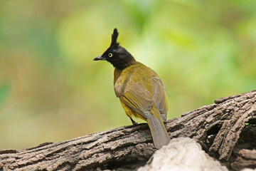 the Black-crested Bulbul on a branch