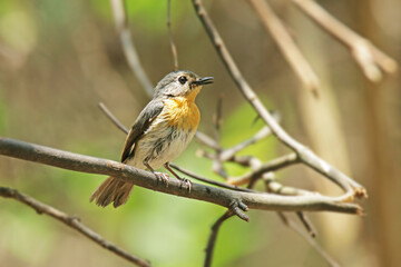The female Indochinese Blue Flycatcher  on a branch