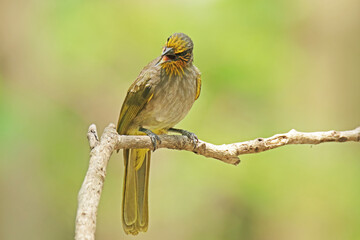 The Stripe-throated Bulbul on a branch