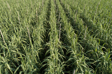 Aerial view of sugarcane plants growing at field