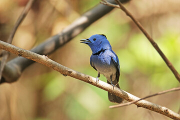 The Black-naped Monarch on a branch in nature