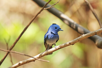 The Black-naped Monarch on a branch in nature