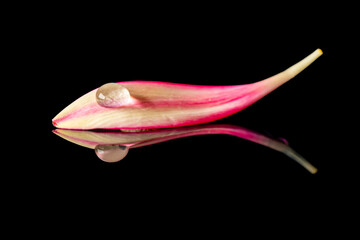 water drops on a leaf