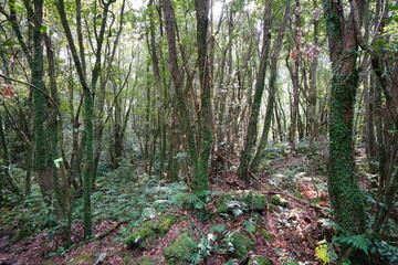 mossy trees and rocks in thick wild forest
