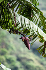 Pájaro carpintero posado en una planta de bananos © Cesar