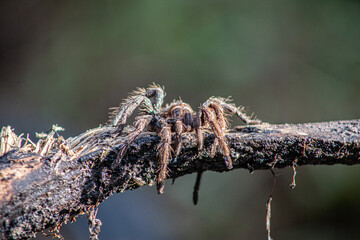 Araña posada en rama con bastante textura