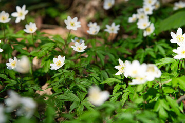Obraz na płótnie Canvas Beautiful wild flowers white anemone and hepatica (liverleaf) blossom in forest. Early spring flowering. Beautiful floral background with blue hepatica nobilis and white anemone blooming