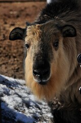 Obraz premium Animals are a traditionally (since the time of Aristotle) distinguished category of organisms, currently considered as a biological kingdom. Animals are the main object of zoology study.