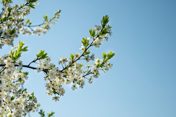 Spring flowering. White flowers on a tree against a clear blue sky in clear sunny weather. Flowering fruit tree. Spring mood.