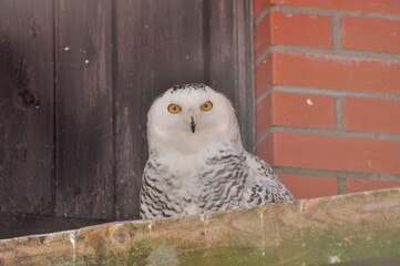 Animals are a traditionally (since the time of Aristotle) distinguished category of organisms, currently considered as a biological kingdom. Animals are the main object of zoology study.