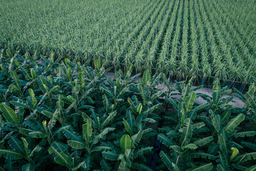 Aerial view of banana trees growing at field