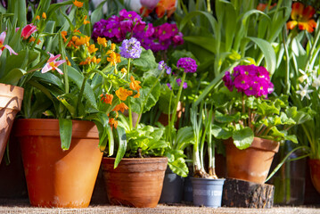 Many ceramic pots with spring flowers are arranged in a row.