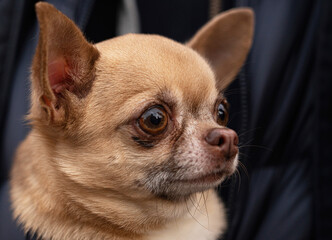 Portrait of dog breed Chihuahua